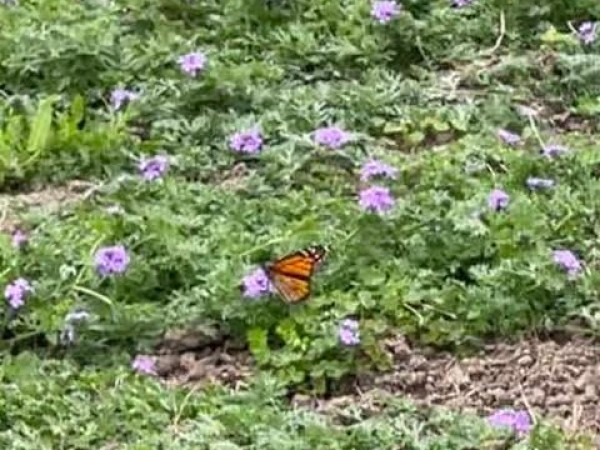 Monarch in Texas.