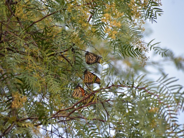 Monarchs nectaring