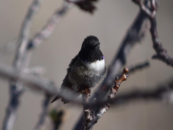 Black-chinned Hummingbird