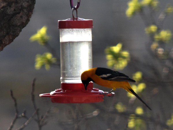 Hooded Oriole 