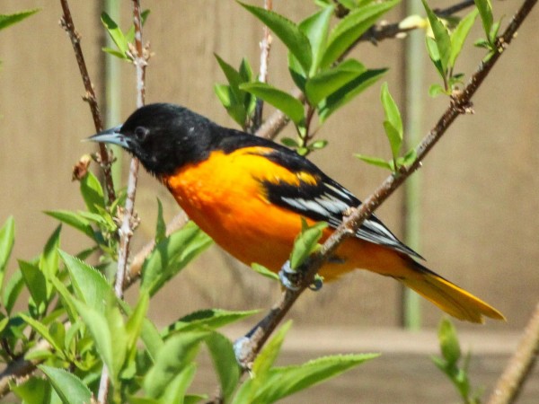 Baltimore Oriole