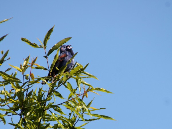 Blue Grosbeak