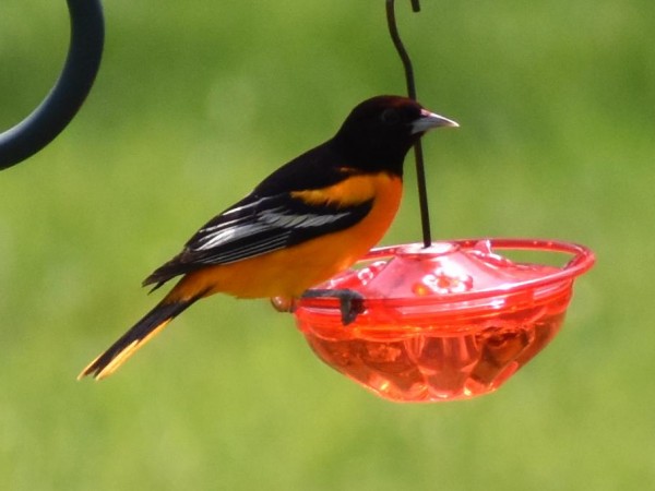 Baltimore Oriole 