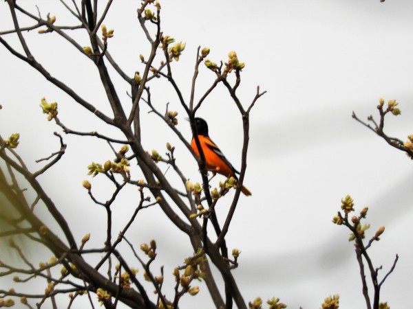 Male Baltimore Oriole