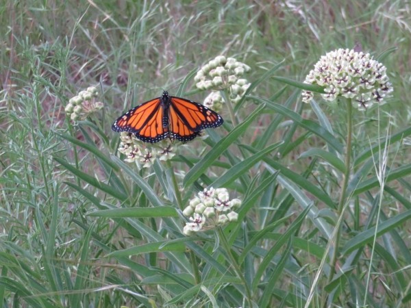 Monarch Butterfly