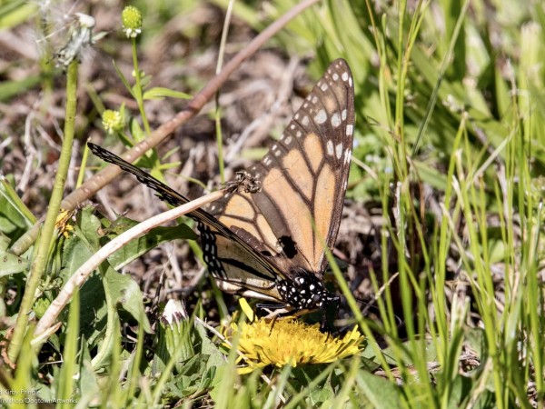 Monarch Butterfly 