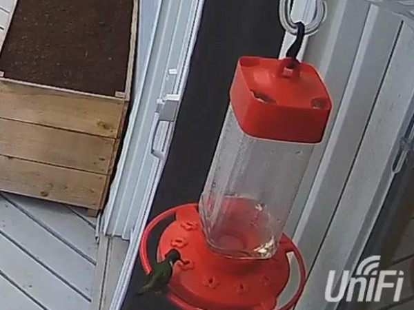 Ruby-throated Hummingbird.