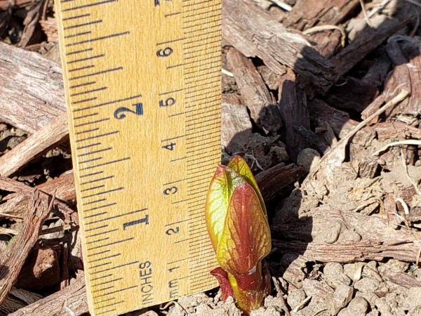 Sprouting Common Milkweed