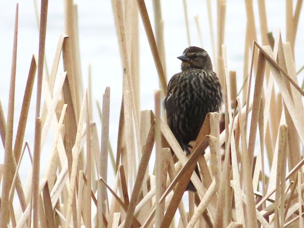 female red-winged blackbird 