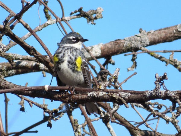 Yellow-rumped Warbler
