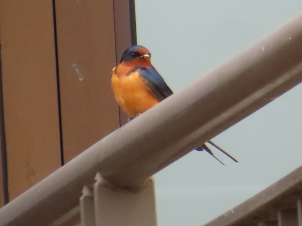 Barn Swallow