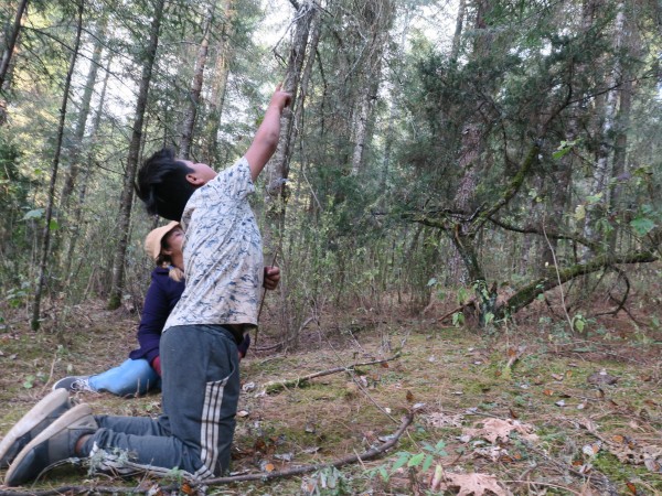 Looking up at monarchs