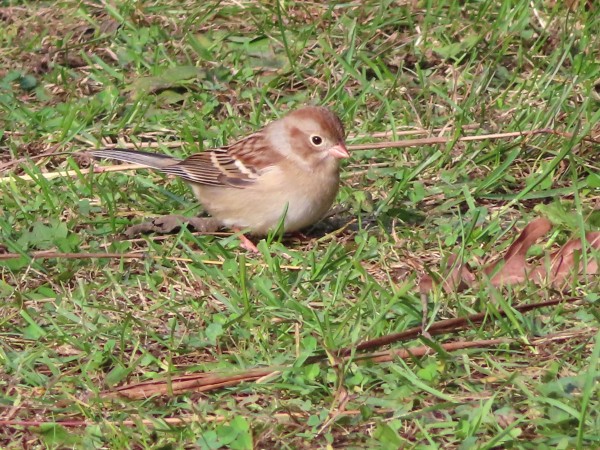 Field Sparrow