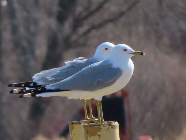 Ring-billed Gulls
