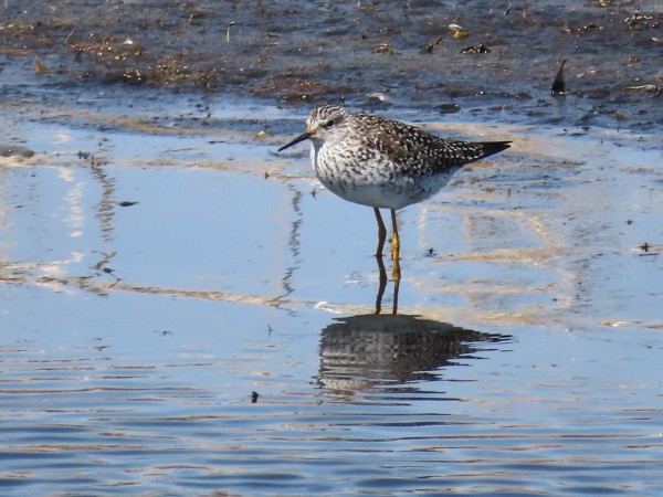 lesser yellowlegs