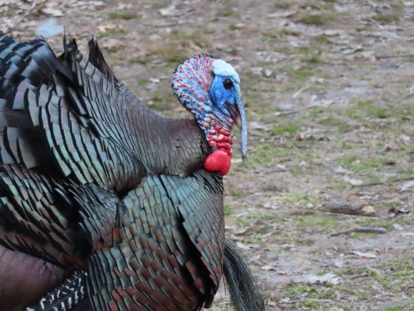 wild turkey 