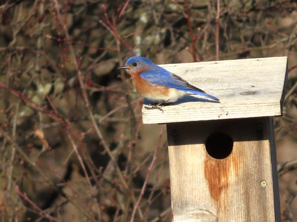 Eastern Bluebird