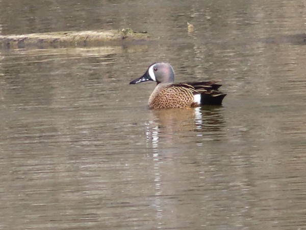 Blue-winged Teal.
