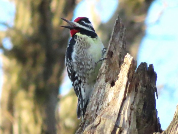 Yellow-bellied Sapsucker