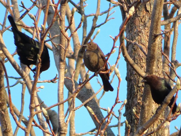 Brown-headed Cowbirds