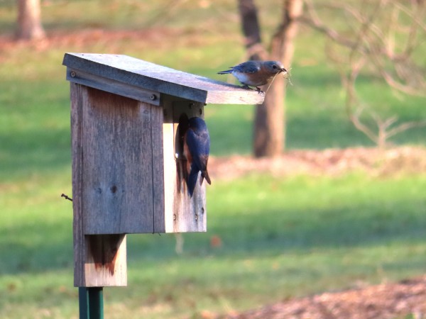Eastern Bluebirds 