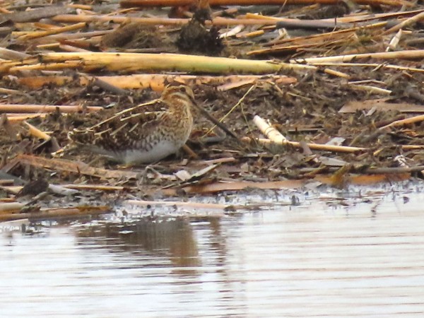Wilson's Snipe