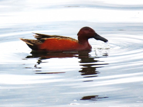 Cinnamon Teal