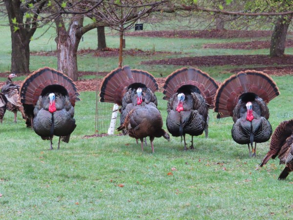 Wild Turkeys