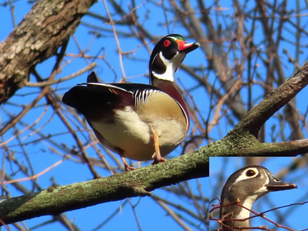 Wood Ducks 