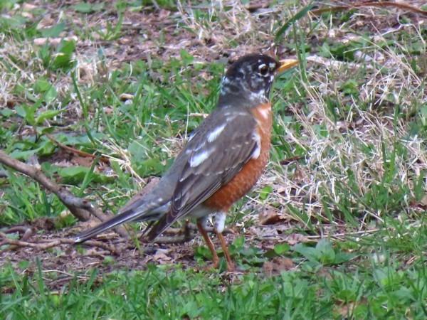 Leucistic robin