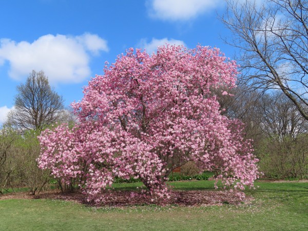 Magnolia Tree