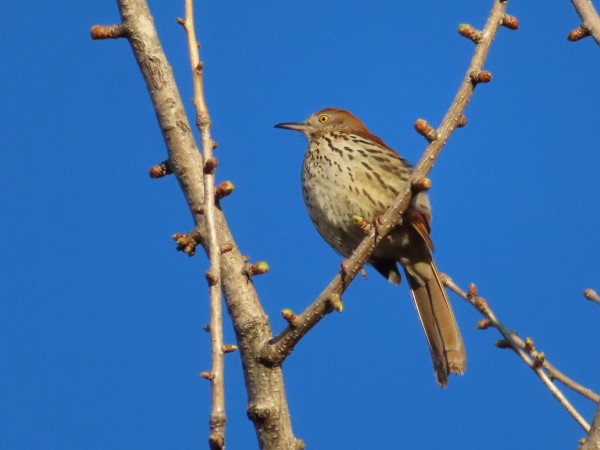 Brown Thrasher