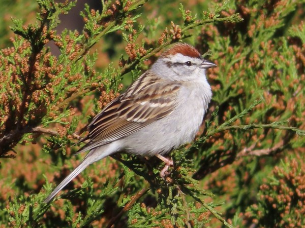 Chipping sparrow