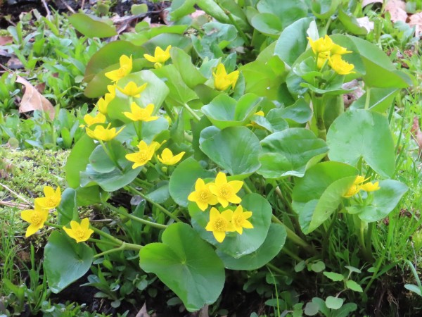 Marsh Marigold