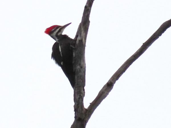 Pileated Woodpecker