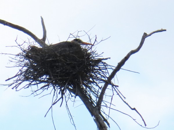 Great Blue Heron