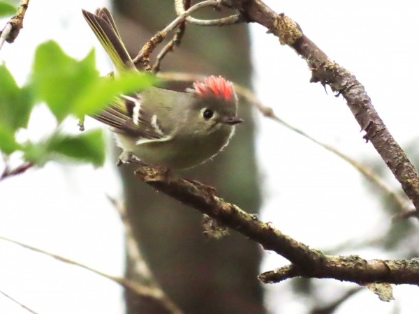 Ruby-crowned Kinglet