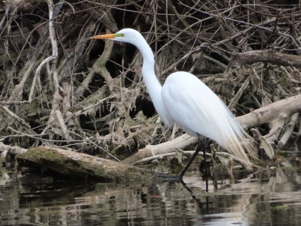 Great Egret