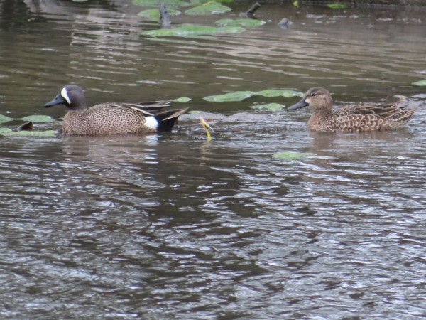 Blue-winged Teals