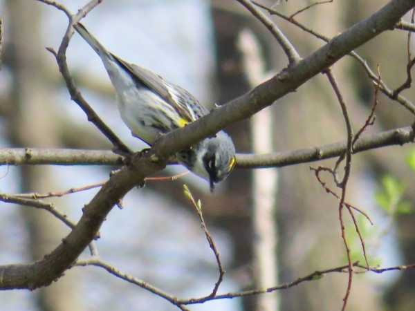 Yellow-rumped Warbler