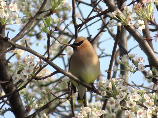 Cedar Waxwing