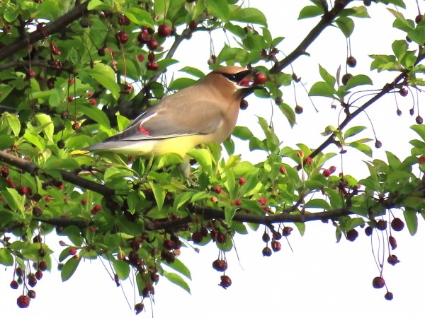 Cedar Waxwing
