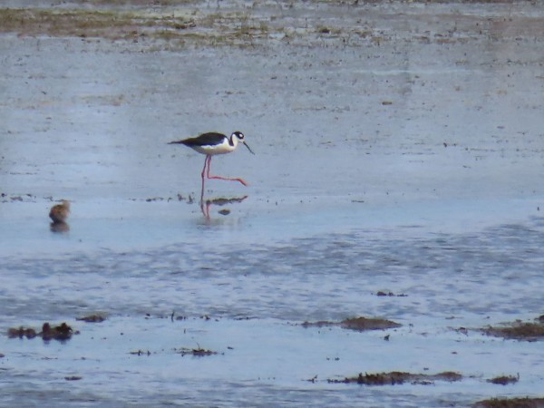 Black-necked Stilt