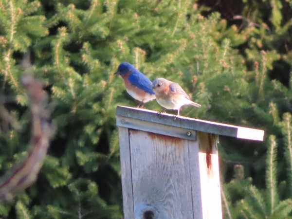 Eastern Bluebirds