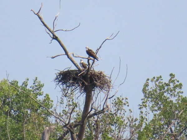 Osprey