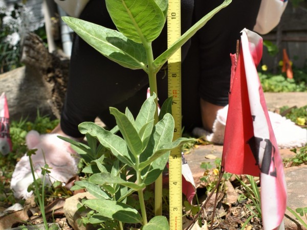 Showy Milkweed growth