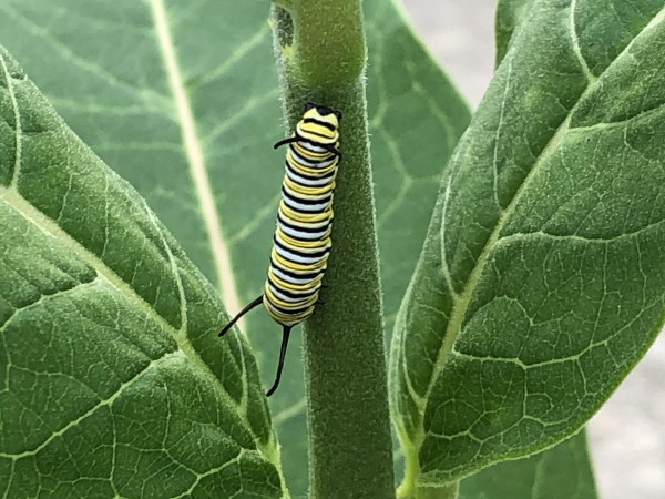 4th instar monarch larva