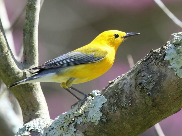 Prothonotary Warbler