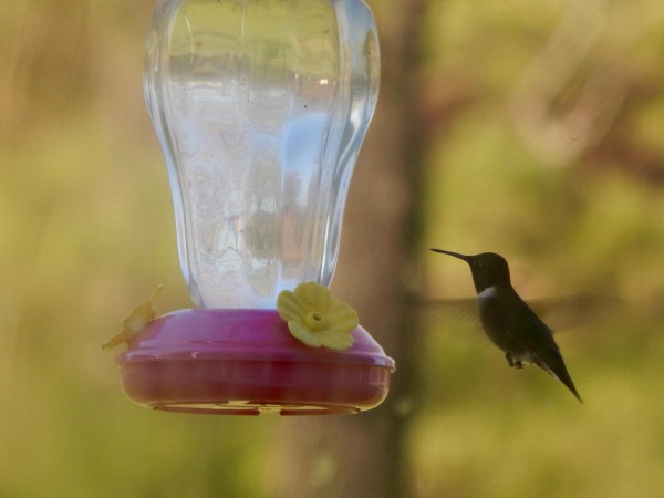 Ruby-throated Hummingbird.