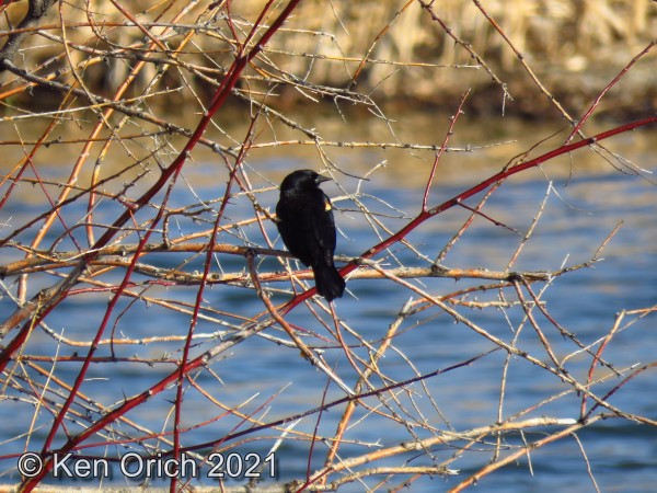 Red-winged Blackbird